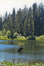 Bonsai Tree Fairy Lake. Vancouver Island British Columbia, Canada, North America