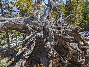 Dried out Roots. Grand Teton National Park. Wyoming, United States, North America