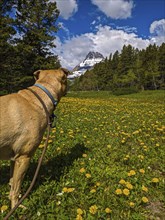 Dog in meadow Glacier National Park. Montana, United States, North America