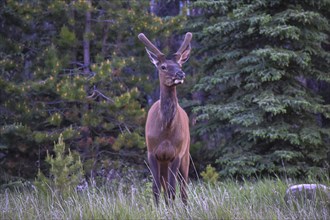 Bull Elk. Jasper Alberta, Canada, North America