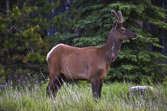 Bull Elk. Jasper Alberta, Canada, North America