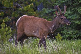 Bull Elk. Jasper Alberta, Canada, North America