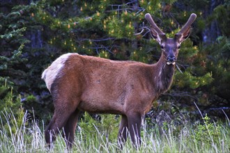 Bull Elk. Jasper Alberta, Canada, North America