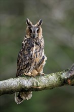 Long-eared Owl (Asio otus), adult, on tree, perch, in autumn, alert, Bohemian Forest, Czech