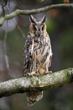 Long-eared owl (Asio otus), adult, on tree, on guard, in autumn, vigilant, Sumava, Czech Republic,