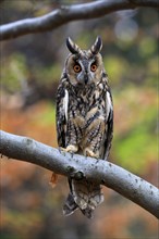 Long-eared owl (Asio otus), adult, on tree, on guard, in autumn, vigilant, Sumava, Czech Republic,