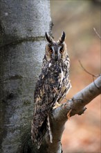 Long-eared owl (Asio otus), adult, on tree, on guard, in autumn, vigilant, Sumava, Czech Republic,