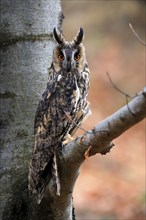 Long-eared owl (Asio otus), adult, on tree, on guard, in autumn, vigilant, Sumava, Czech Republic,