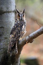 Long-eared owl (Asio otus), adult, on tree, on guard, in autumn, vigilant, Sumava, Czech Republic,