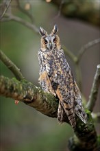 Long-eared owl (Asio otus), adult, on tree, on guard, in autumn, vigilant, Sumava, Czech Republic,