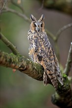 Long-eared owl (Asio otus), adult, on tree, on guard, in autumn, vigilant, Sumava, Czech Republic,