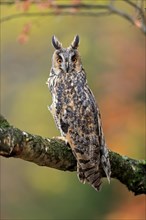 Long-eared owl (Asio otus), adult, on tree, on guard, in autumn, vigilant, Sumava, Czech Republic,