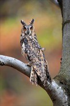 Long-eared owl (Asio otus), adult, on tree, on guard, in autumn, vigilant, Sumava, Czech Republic,