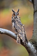 Long-eared owl (Asio otus), adult, on tree, on guard, in autumn, vigilant, Sumava, Czech Republic,