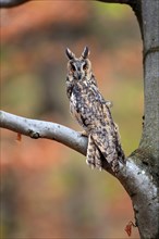 Long-eared owl (Asio otus), adult, on tree, on guard, in autumn, vigilant, Sumava, Czech Republic,