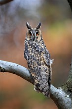 Long-eared owl (Asio otus), adult, on tree, on guard, in autumn, vigilant, Sumava, Czech Republic,