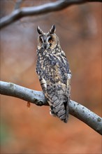 Long-eared owl (Asio otus), adult, on tree, on guard, in autumn, vigilant, Sumava, Czech Republic,