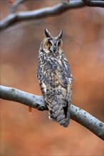 Long-eared owl (Asio otus), adult, on tree, on guard, in autumn, vigilant, Sumava, Czech Republic,