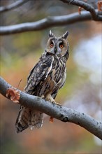 Long-eared owl (Asio otus), adult, on tree, on guard, in autumn, vigilant, Sumava, Czech Republic,