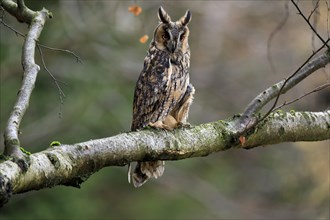 Long-eared owl (Asio otus), adult, on tree, on guard, in autumn, vigilant, Sumava, Czech Republic,