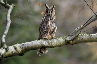 Long-eared owl (Asio otus), adult, on tree, on guard, in autumn, vigilant, Sumava, Czech Republic,