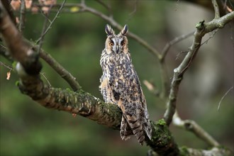 Long-eared owl (Asio otus), adult, on tree, on guard, in autumn, vigilant, Sumava, Czech Republic,