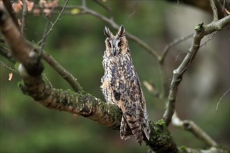 Long-eared owl (Asio otus), adult, on tree, on guard, in autumn, vigilant, Sumava, Czech Republic,