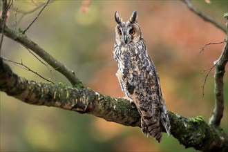 Long-eared owl (Asio otus), adult, on tree, on guard, in autumn, vigilant, Sumava, Czech Republic,