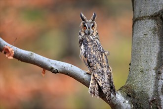 Long-eared owl (Asio otus), adult, on tree, on guard, in autumn, vigilant, Sumava, Czech Republic,