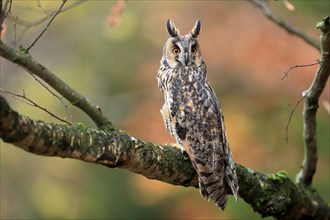 Long-eared owl (Asio otus), adult, on tree, on guard, in autumn, vigilant, Sumava, Czech Republic,