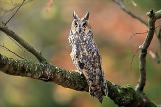 Long-eared owl (Asio otus), adult, on tree, on guard, in autumn, vigilant, Sumava, Czech Republic,