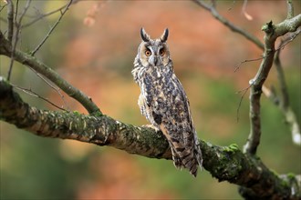 Long-eared owl (Asio otus), adult, on tree, on guard, in autumn, vigilant, Sumava, Czech Republic,