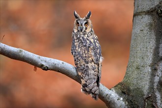 Long-eared owl (Asio otus), adult, on tree, on guard, in autumn, vigilant, Sumava, Czech Republic,