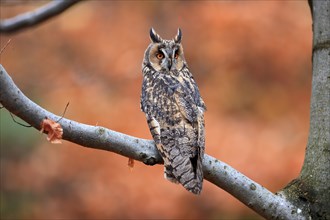 Long-eared owl (Asio otus), adult, on tree, on guard, in autumn, vigilant, Sumava, Czech Republic,