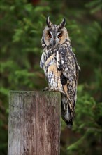 Long-eared owl (Asio otus), adult, on tree trunk, on guard, in autumn, vigilant, Bohemian Forest,