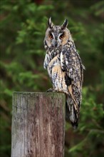 Long-eared owl (Asio otus), adult, on tree trunk, on guard, in autumn, vigilant, Bohemian Forest,