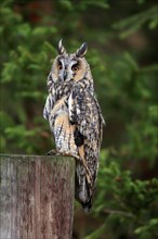 Long-eared owl (Asio otus), adult, on tree trunk, on guard, in autumn, vigilant, Bohemian Forest,