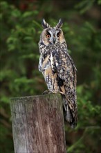 Long-eared owl (Asio otus), adult, on tree trunk, on guard, in autumn, vigilant, Bohemian Forest,