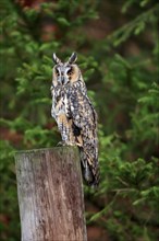 Long-eared owl (Asio otus), adult, on tree trunk, on guard, in autumn, vigilant, Bohemian Forest,