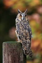 Long-eared owl (Asio otus), adult, on tree trunk, on guard, in autumn, vigilant, Bohemian Forest,