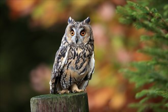 Long-eared owl (Asio otus), adult, on tree trunk, on guard, in autumn, vigilant, Bohemian Forest,