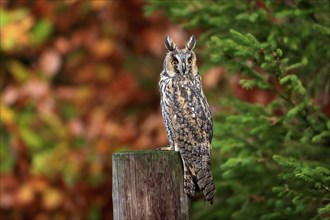 Long-eared owl (Asio otus), adult, on tree trunk, on guard, in autumn, vigilant, Bohemian Forest,