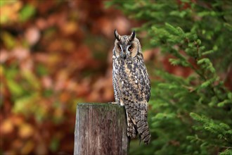 Long-eared owl (Asio otus), adult, on tree trunk, on guard, in autumn, vigilant, Bohemian Forest,