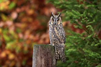 Long-eared owl (Asio otus), adult, on tree trunk, on guard, in autumn, vigilant, Bohemian Forest,