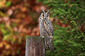 Long-eared owl (Asio otus), adult, on tree trunk, on guard, in autumn, vigilant, Bohemian Forest,