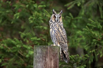 Long-eared owl (Asio otus), adult, on tree trunk, on guard, in autumn, vigilant, Bohemian Forest,