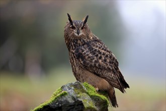 Eurasian eagle-owl (Bubo bubo), adult, perch, alert, in autumn, Bohemian Forest, Czech Republic,