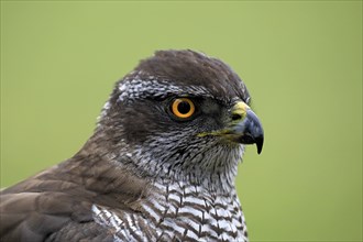 Eurasian sparrowhawk (Accipiter nisus), adult, female, portrait, alert, in autumn, Bohemian Forest,