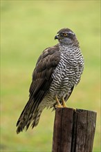 Eurasian sparrowhawk (Accipiter nisus), adult, female, perch, alert, in autumn, Sumava, Czech