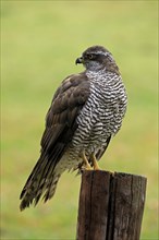 Eurasian sparrowhawk (Accipiter nisus), adult, female, perch, alert, in autumn, Sumava, Czech